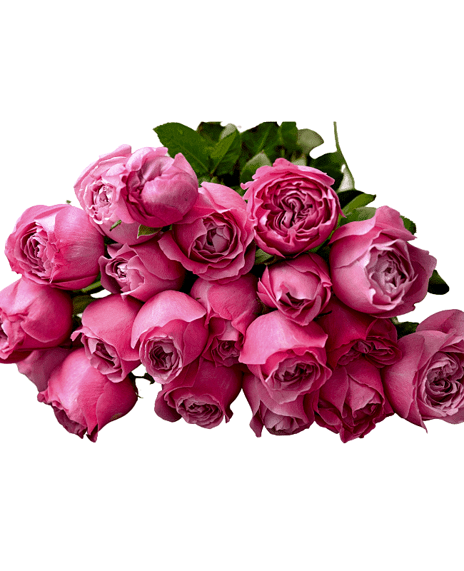 Paradise Purple Roses