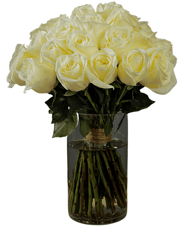 Pure Elegance in Ivory