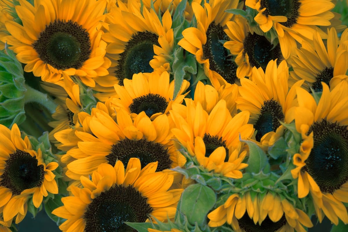 Pretty Petals mission — premium quality and people-first approach