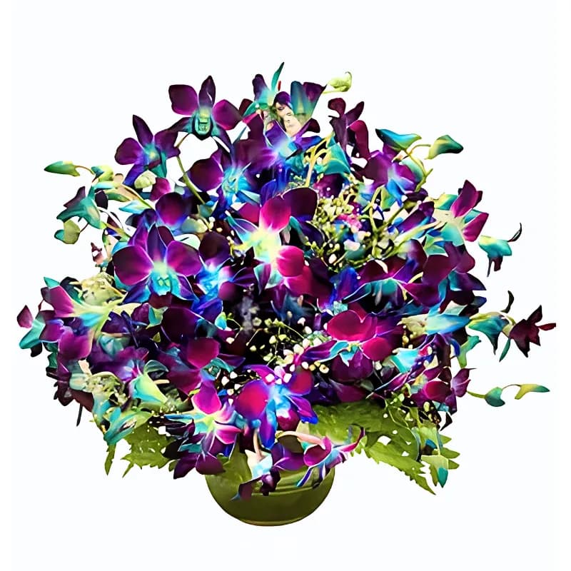 Cool Orchid Breeze