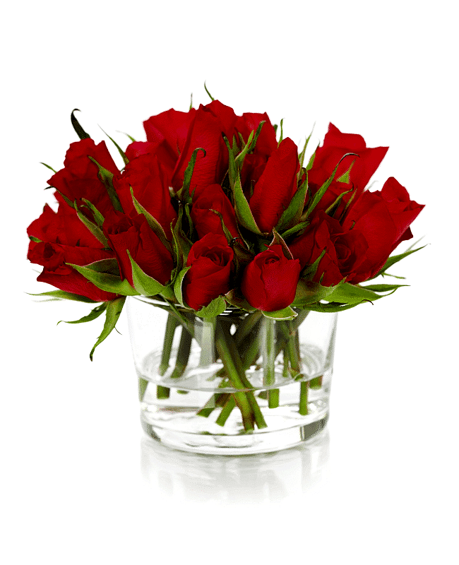 Beautiful Red Roses