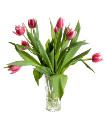 Pink Tulips in vase