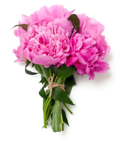 Premium Pink Peony Bunch