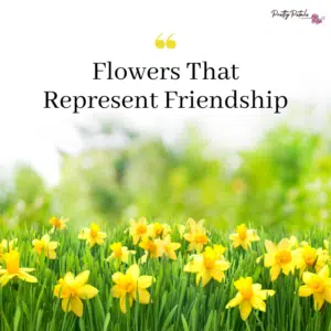 flower-for-friends