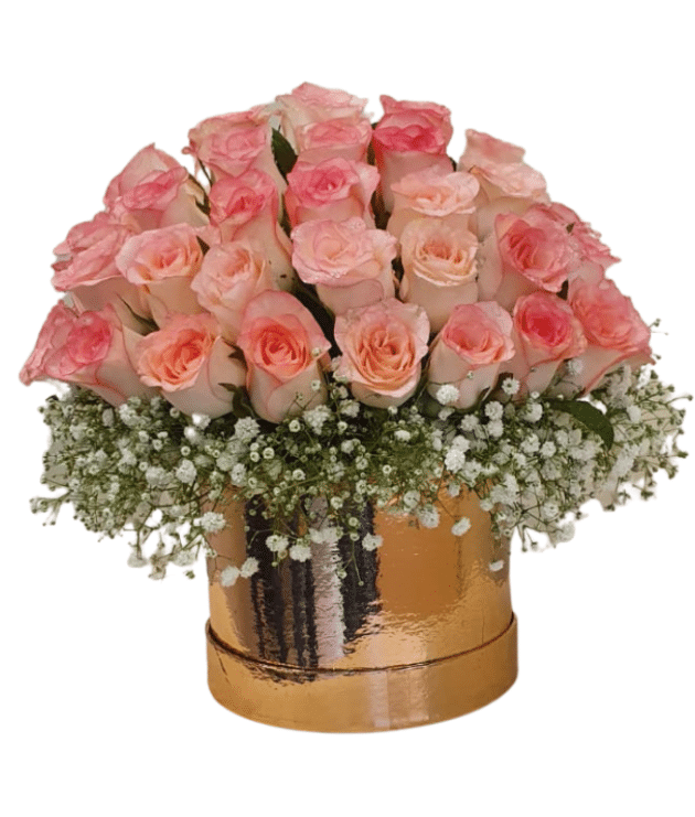 Jumelia roses