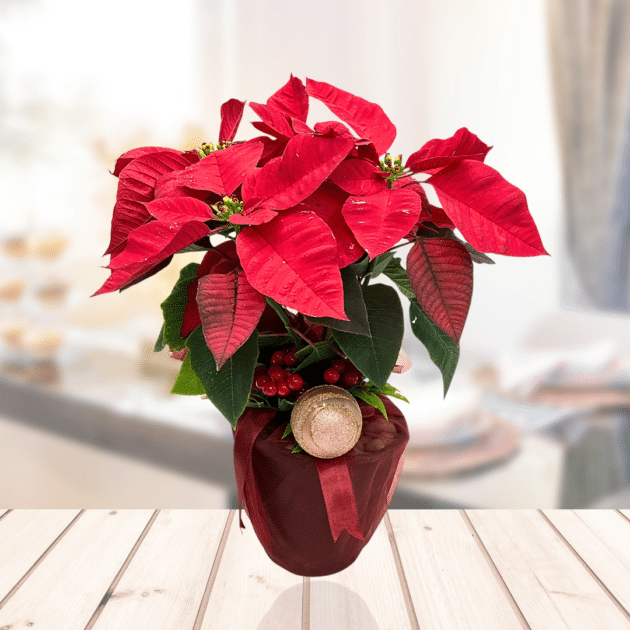 Poinsentia plant,Christmas plant