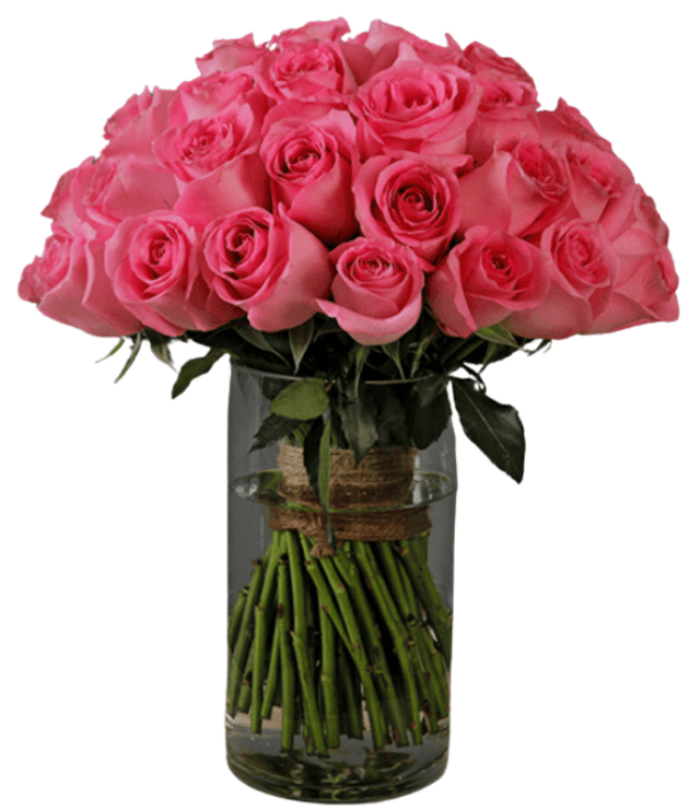 pink roses in vase