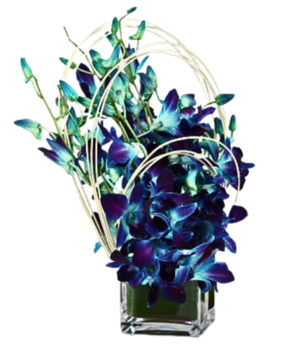 blue orchids arrangement in vase