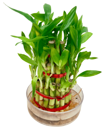 Lucky Bamboo